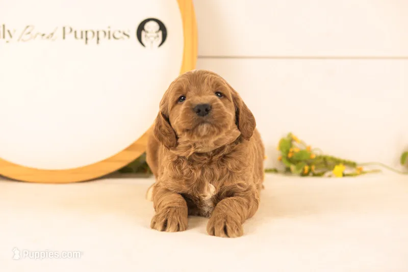 Oscar - Medium – Goldendoodle puppy for sale in Goshen, IN