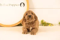 Oscar - Medium, a male Goldendoodle for sale in Goshen, IN – 1 of 4