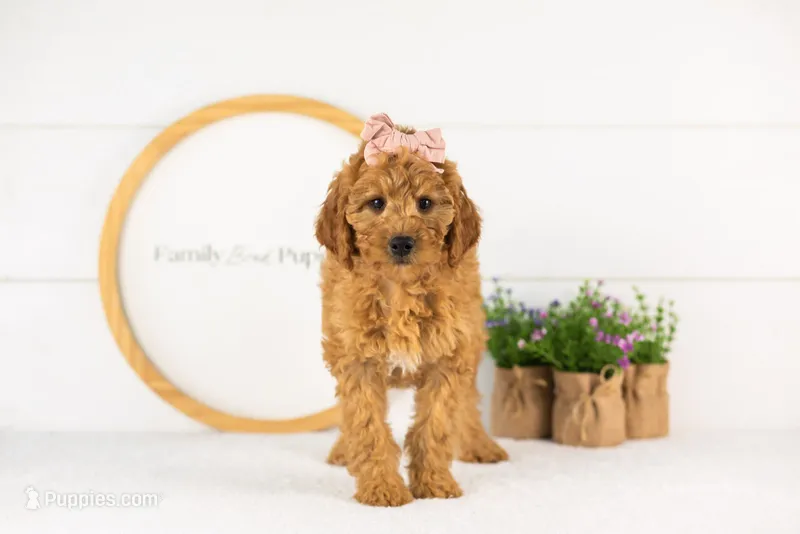 Savannah - Mini – Miniature Goldendoodle puppy for sale in Goshen, IN