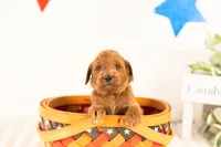 Teton - Mini, a male Miniature Goldendoodle for sale in Goshen, IN – 3 of 3