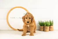 Cha Cha - Medium, a female Goldendoodle for sale in Goshen, IN – 8 of 10