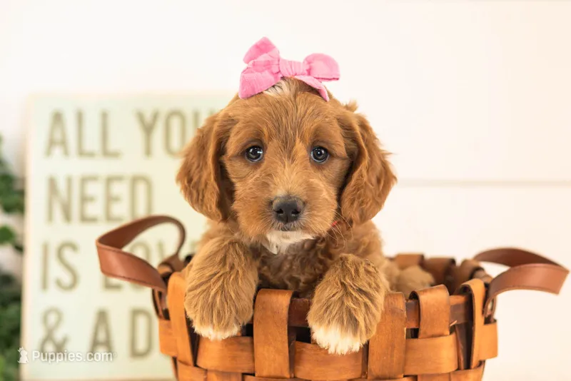 Ophelia - Medium – Goldendoodle puppy for sale in Goshen, IN