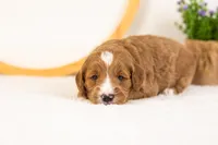 Gouda - Micro, a male Goldendoodle for sale in Goshen, IN – 2 of 4