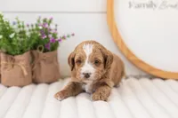 Mac - Mini, a male Miniature Goldendoodle for sale in Goshen, IN – 1 of 3