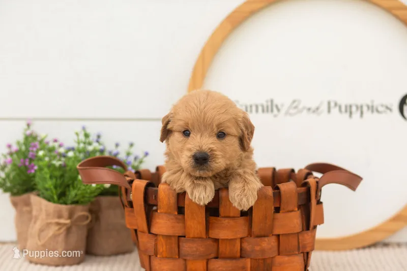 Easton - Medium – Goldendoodle puppy for sale in Goshen, IN