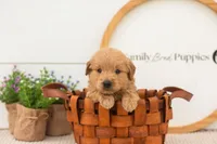 Easton - Medium, a male Goldendoodle for sale in Goshen, IN – 1 of 6