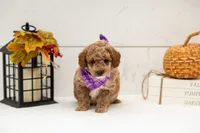 Fuji - Micro, a male Goldendoodle for sale in Goshen, IN – 3 of 4