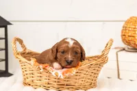 Rose - Micro, a female Goldendoodle for sale in Goshen, IN – 4 of 4