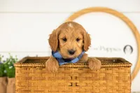 Putzie - Medium, a male Goldendoodle for sale in Goshen, IN – 5 of 10