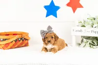 Shari - Micro, a female Goldendoodle for sale in Goshen, IN – 2 of 3