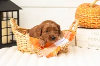 Dottie - Micro, a female Goldendoodle for sale in Goshen, IN – 3 of 4