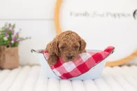 Mallory - Mini, a female Miniature Goldendoodle for sale in Goshen, IN – 3 of 3