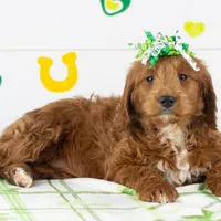 Lullaby - Mini, a female Goldendoodle for sale in Goshen, IN – Photo 4 of 10