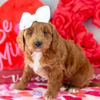 Lullaby - Mini, a female Goldendoodle for sale in Goshen, IN – Photo 8 of 10