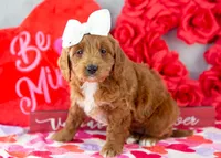 Lullaby - Mini, a female Goldendoodle for sale in Goshen, IN – Photo 2 of 8