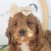 Lullaby - Mini, a female Goldendoodle for sale in Goshen, IN – Photo 6 of 10