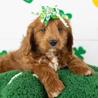 Lullaby - Mini, a female Goldendoodle for sale in Goshen, IN – Photo 3 of 10