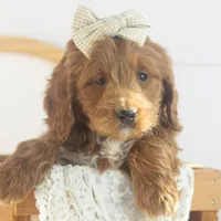 Lullaby - Mini, a female Goldendoodle for sale in Goshen, IN – Photo 5 of 10