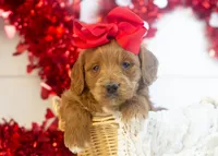 Lullaby - Mini, a female Goldendoodle for sale in Goshen, IN – Photo 5 of 8