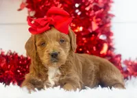 Lullaby - Mini, a female Goldendoodle for sale in Goshen, IN – Photo 7 of 8