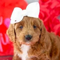 Lullaby - Mini, a female Goldendoodle for sale in Goshen, IN – Photo 10 of 10