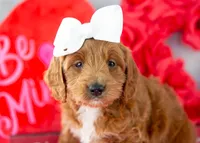 Lullaby - Mini, a female Goldendoodle for sale in Goshen, IN – Photo 4 of 8