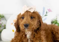 Lullaby - Mini, a female Goldendoodle for sale in Goshen, IN – Photo 2 of 10