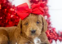 Lullaby - Mini, a female Goldendoodle for sale in Goshen, IN – Photo 6 of 8