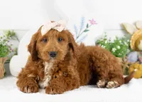 Lullaby - Mini, a female Goldendoodle for sale in Goshen, IN – Photo 1 of 10