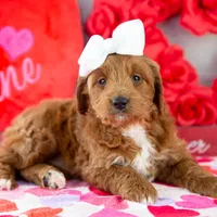 Lullaby - Mini, a female Goldendoodle for sale in Goshen, IN – Photo 9 of 10
