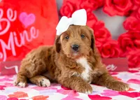 Lullaby - Mini, a female Goldendoodle for sale in Goshen, IN – Photo 3 of 8