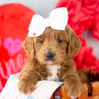 Lullaby - Mini, a female Goldendoodle for sale in Goshen, IN – Photo 7 of 10