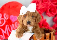 Lullaby - Mini, a female Goldendoodle for sale in Goshen, IN – Photo 1 of 8