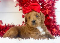 Lullaby - Mini, a female Goldendoodle for sale in Goshen, IN – Photo 8 of 8
