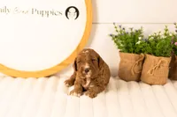 Logan - Medium, a male Goldendoodle for sale in Goshen, IN – 3 of 4