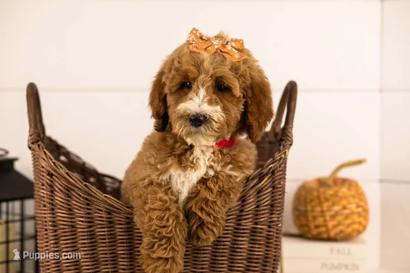 Larisa - Medium – Goldendoodle puppy for sale in Goshen, IN