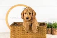 Cha Cha - Medium, a female Goldendoodle for sale in Goshen, IN – 9 of 10