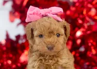 Montana - Toy, a female Goldendoodle for sale in Goshen, IN – Photo 1 of 8