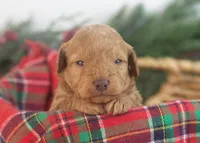 Montana - Toy, a female Goldendoodle for sale in Goshen, IN – Photo 8 of 8