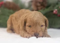 Montana - Toy, a female Goldendoodle for sale in Goshen, IN – Photo 5 of 8