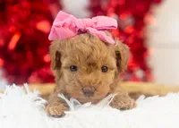 Montana - Toy, a female Goldendoodle for sale in Goshen, IN – Photo 4 of 8