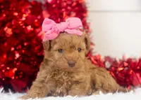 Montana - Toy, a female Goldendoodle for sale in Goshen, IN – Photo 2 of 8