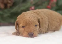 Montana - Toy, a female Goldendoodle for sale in Goshen, IN – Photo 7 of 8