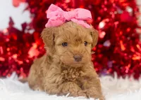 Montana - Toy, a female Goldendoodle for sale in Goshen, IN – Photo 3 of 8