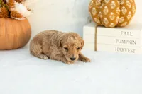 Addyson - Mini, a female Goldendoodle for sale in Goshen, IN – 2 of 3