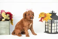 Piglet - Medium, a female Goldendoodle for sale in Goshen, IN – 4 of 4
