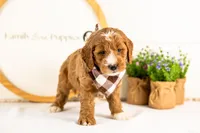 Gouda - Micro, a male Goldendoodle for sale in Goshen, IN – 6 of 10