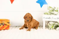 Zion - mini, a male Miniature Goldendoodle for sale in Goshen, IN – 2 of 3