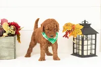 Roo - Medium, a male Goldendoodle for sale in Goshen, IN – 3 of 4