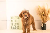Ophelia - Medium, a female Goldendoodle for sale in Goshen, IN – 2 of 10